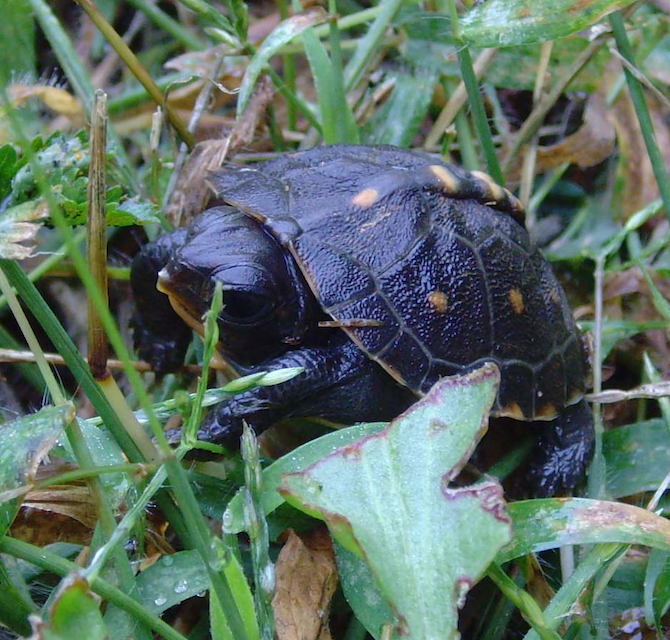 baby turtle