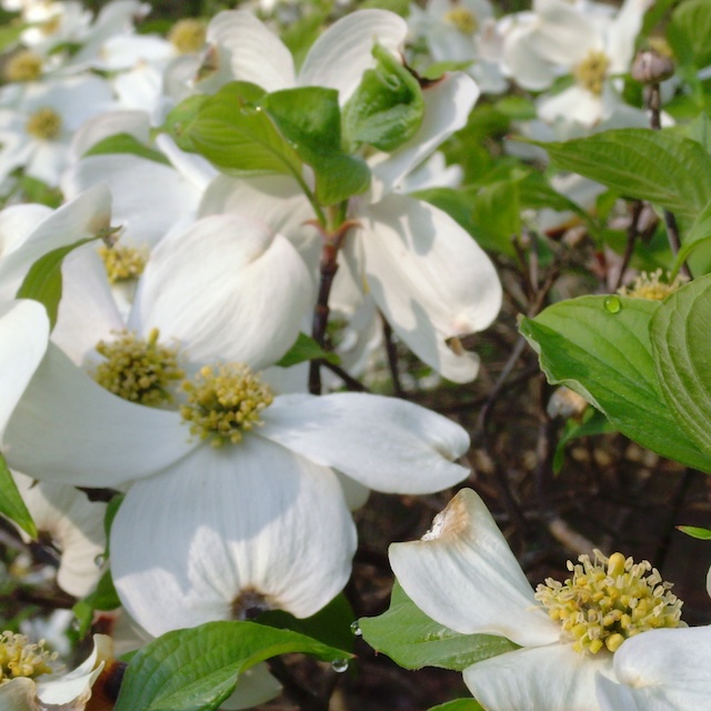 Flowering Dogwood - Cornus florida