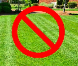 no mow